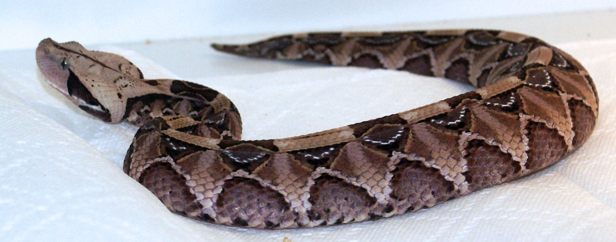 Gaboon Viper