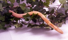 Albino Monocled Cobra