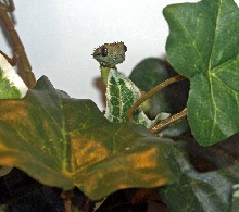 Atheris Hispida
