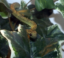 Atheris Hispida