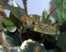 Atheris Hispida