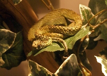 Atheris Hispida