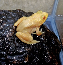 Albino Bull Frog