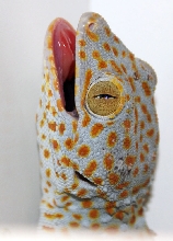 Tokay Gecko