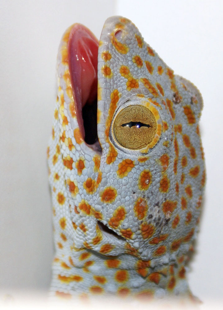 Tokay Gecko