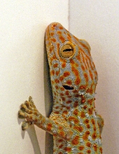 Tokay Gecko
