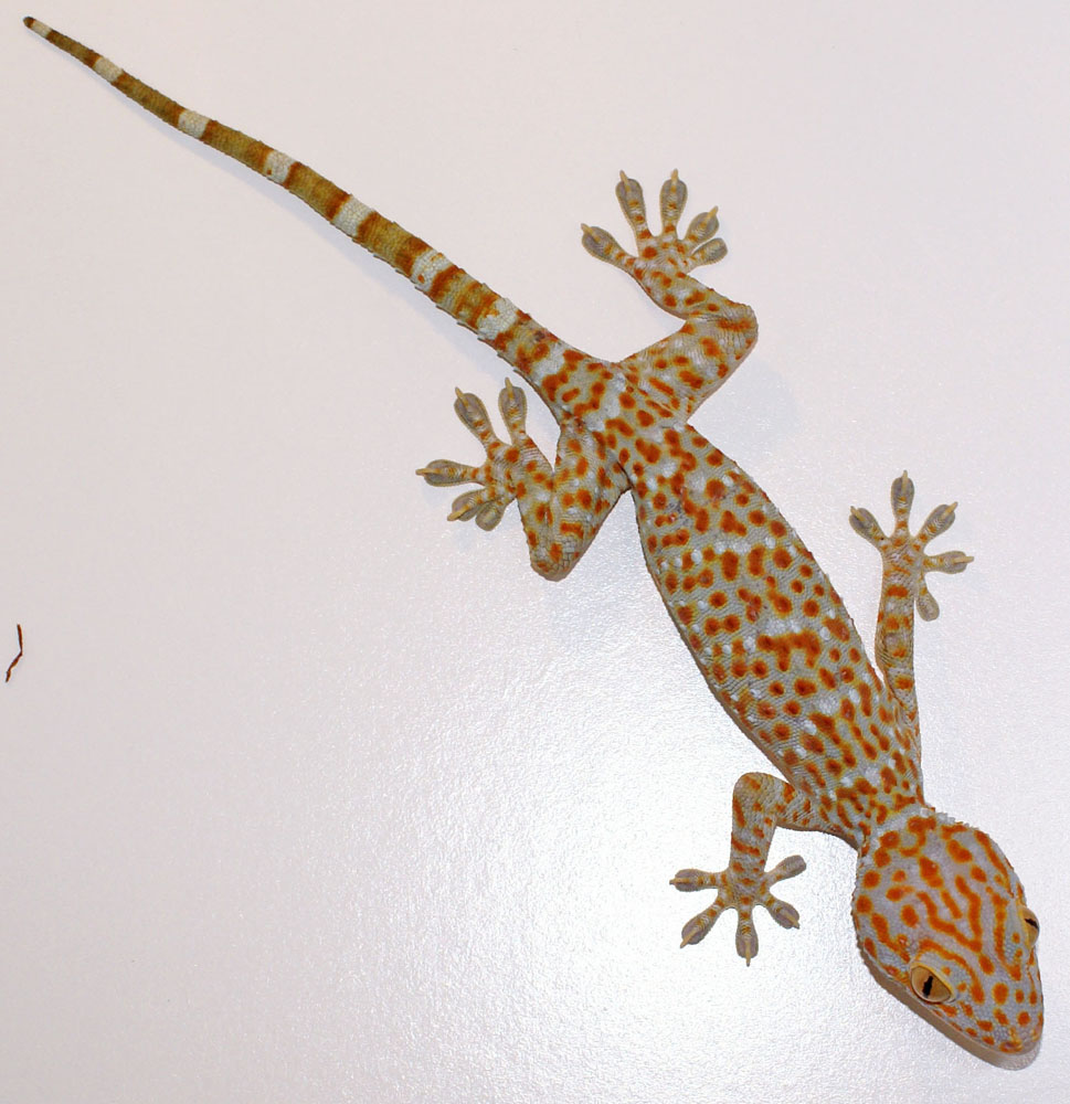 Tokay Gecko