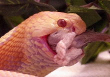 Albino Monocled Cobra