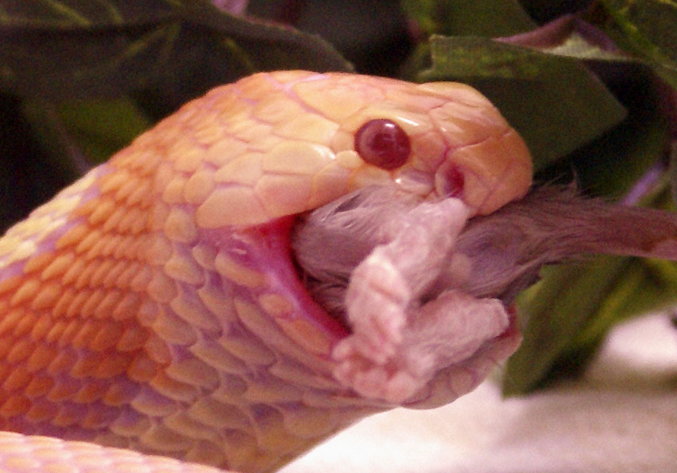Albino Monocled Cobra