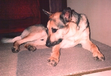 Nikko Catching a Snooze!