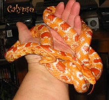 Calypso