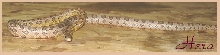 Hera Sept 04