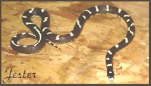 Jester Sept 04