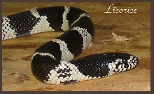 Licorice Sept 04