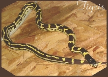 Tigris Sept 04