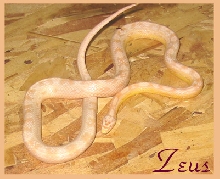 Zeus Sept 04