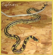 Euphrates Sept 04
