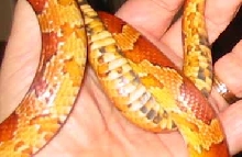 Hypo
