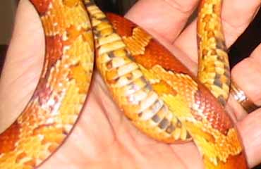 Hypo