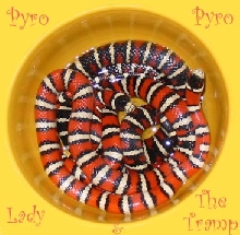 Pyro Pyro