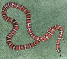 lady blue