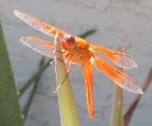 Dragonfly