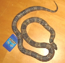 Pandora Sept 04