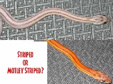 Striped or Motley Striped