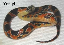 Yertyl