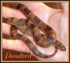 Young Pandora