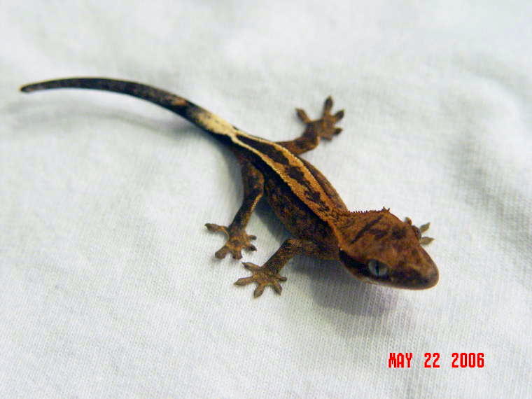 Full pinstripe juvie
