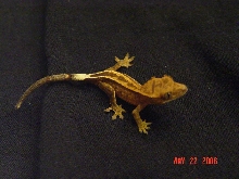 pinstripe #2
