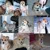 The Evolution of Bailey