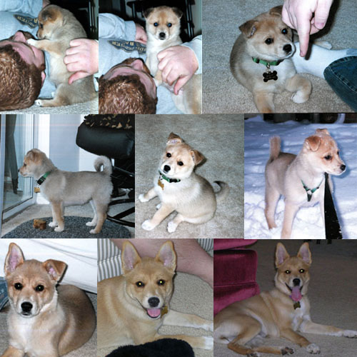 The Evolution of Bailey