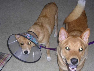 Bailey the Conehead
