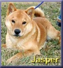 Jasper