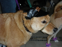 Harley Dog 2