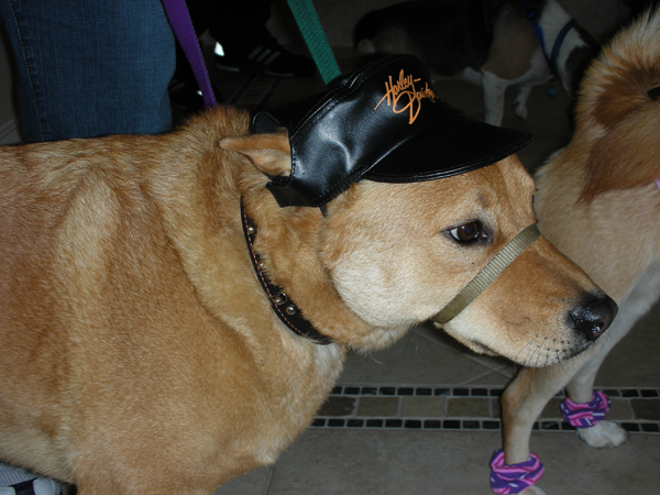 Harley Dog 2