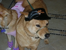 Harley Dog
