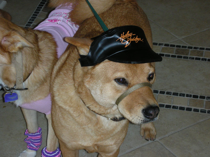 Harley Dog