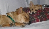 Cuddle Buds