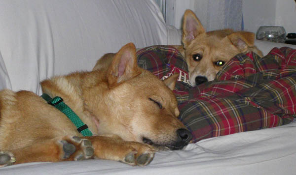 Cuddle Buds