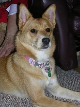 Bailey 2006