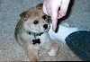 Bailey