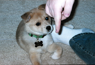 Bailey