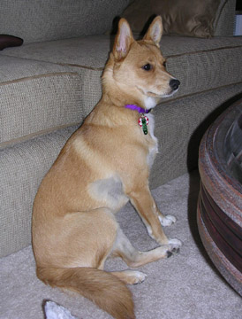 Bailey Alert