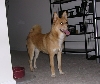 Bailey Full Shot