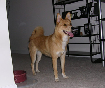 Bailey Full Shot