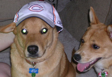 Bears Fans