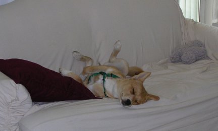 Lazy Dog Day...